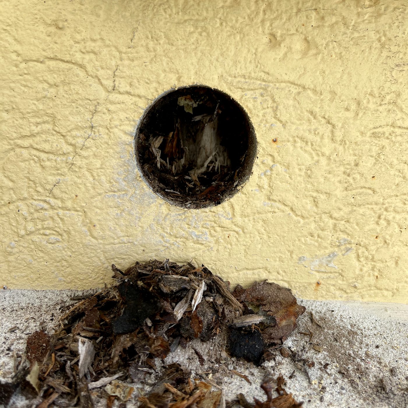 Step 3 discovery inspection hole cut into yellow stucco revealing rotted wood substrate