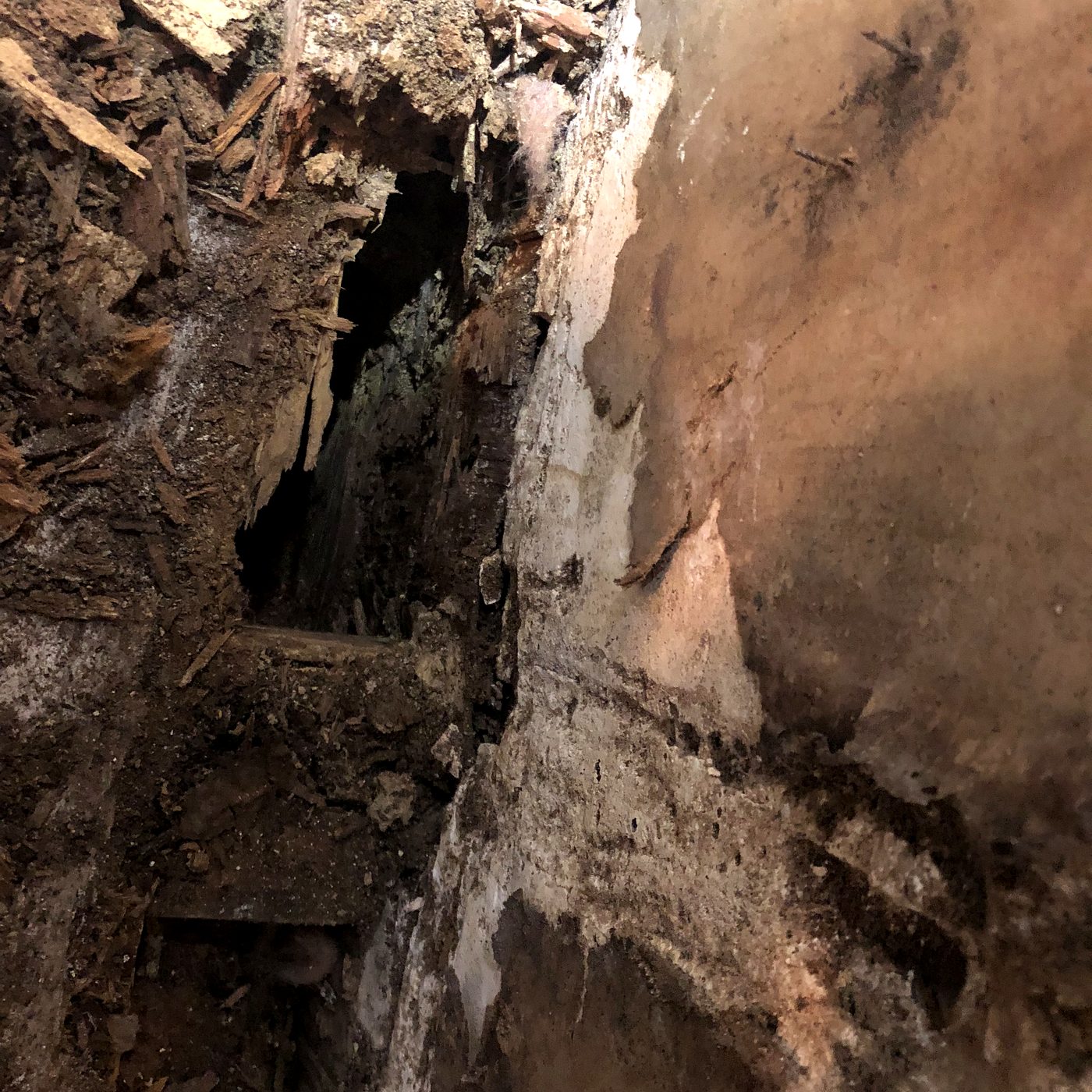 Top plate of wall framing showing severe rot from water entry above a window on a coastal Florida home